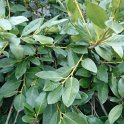 Prunus laurocerasus